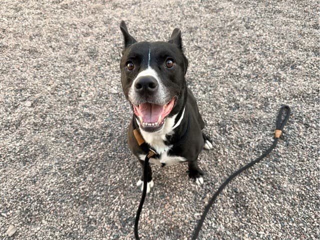 Draco, photographed at the East shelter