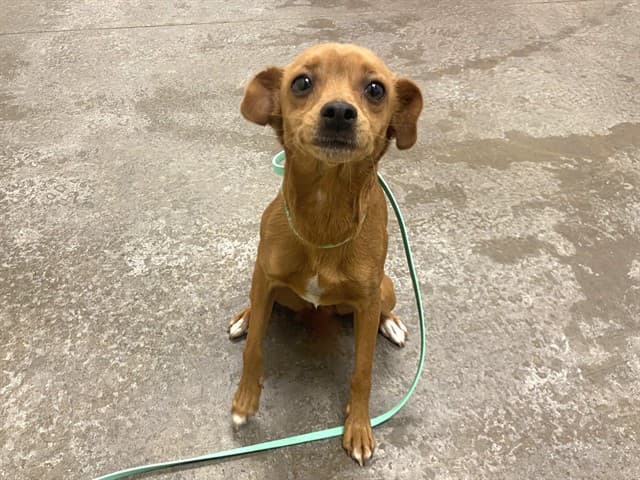 Chiquis, photographed at the West shelter
