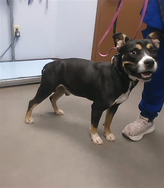 Choco, photographed at the West shelter