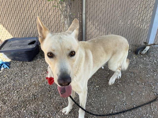 Nugget, photographed at the West shelter