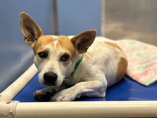 Ophelia, photographed at the East shelter