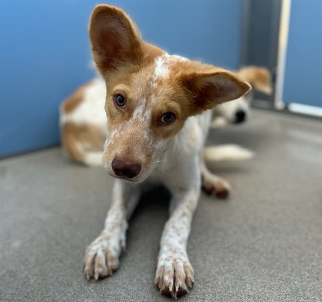 Corduroy, photographed at the East shelter