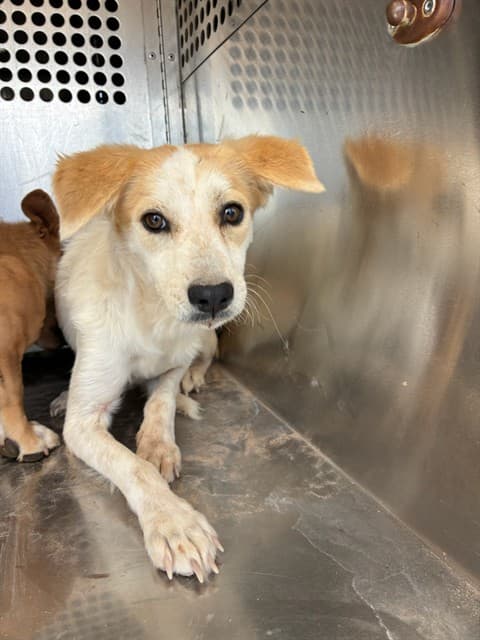 Suede, photographed at the East shelter