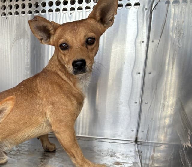 Sergio, photographed at the East shelter