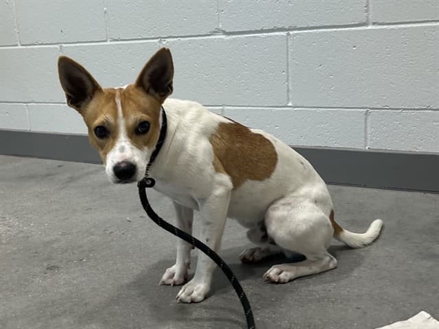 Tweed, photographed at the East shelter
