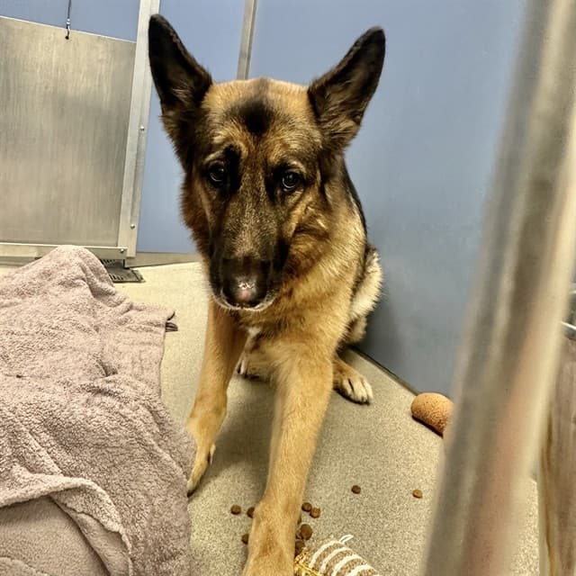 Millie, photographed at the East shelter