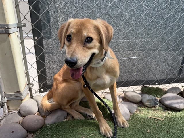Sandy, photographed at the West shelter