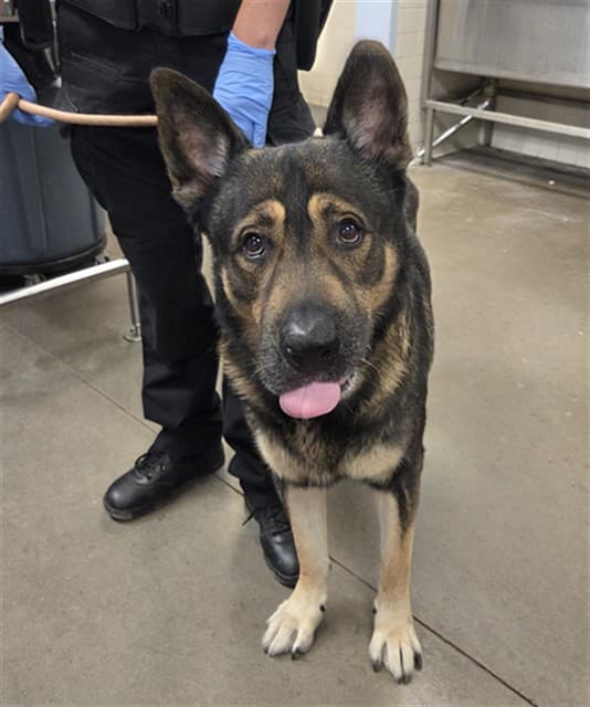 Dog A5171561, photographed at the West shelter