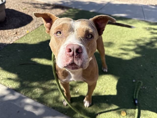 Spud, photographed at the West shelter