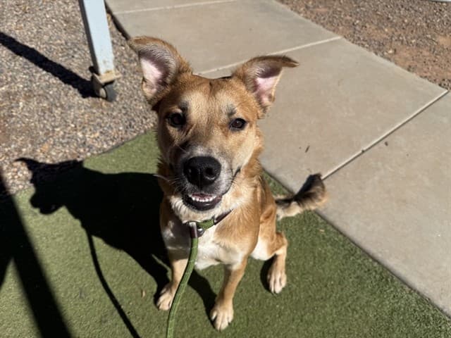 Riggins, a dog waiting at the East shelter