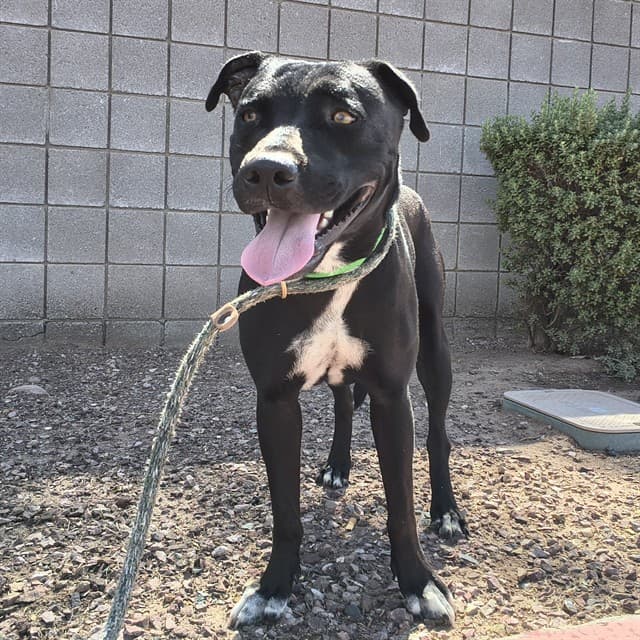 Moonpie, a dog waiting at the West shelter