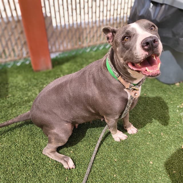 Baby, a dog waiting at the West shelter