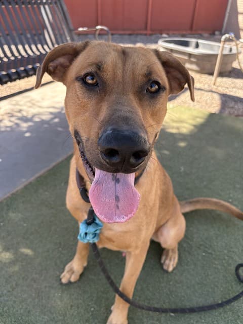 Frodo, a dog waiting at the West shelter