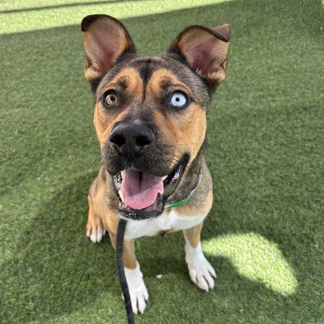 Lune, a dog waiting at the West shelter