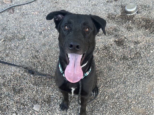 Ocotillo, a dog waiting at the East shelter