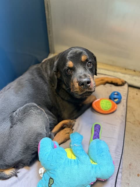 Gino, a dog waiting at the West shelter