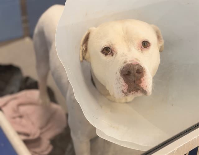 Yuki, a dog waiting at the East shelter