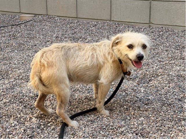 Diego, a dog waiting at the East shelter