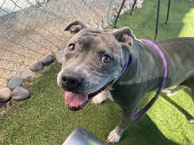 Mrs Cleats, a dog waiting at the West shelter