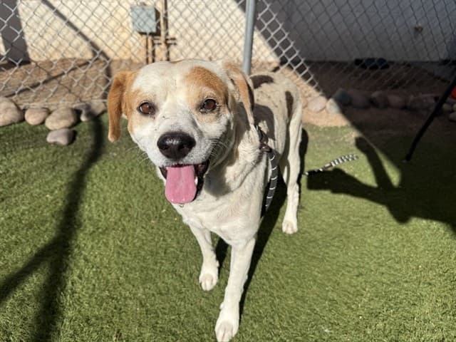 Ziggy, a dog waiting at the West shelter