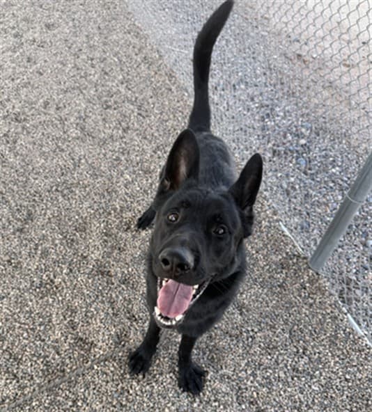 Plankton, a dog waiting at the East shelter