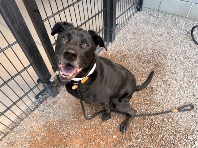 Bear, a dog waiting at the East shelter