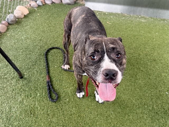 Ditzy, a dog waiting at the West shelter