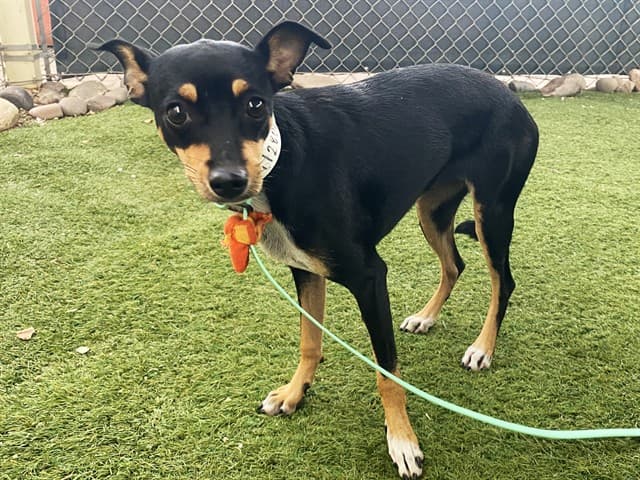 Juliet, a dog waiting at the West shelter