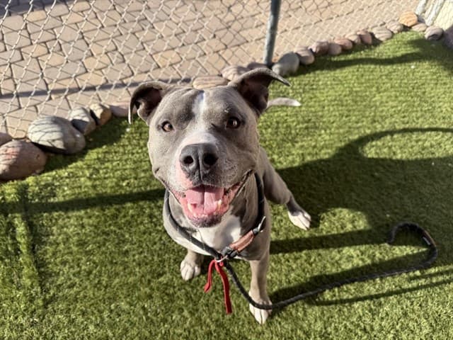 Zeus, a dog waiting at the West shelter