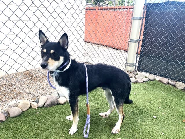 Apple, a dog waiting at the West shelter