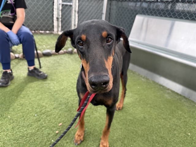 Bella, a dog waiting at the West shelter