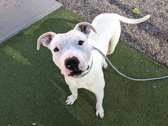 Aries, a dog waiting at the West shelter