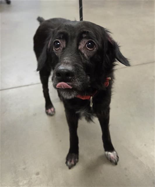Mowgli, a dog waiting at the West shelter