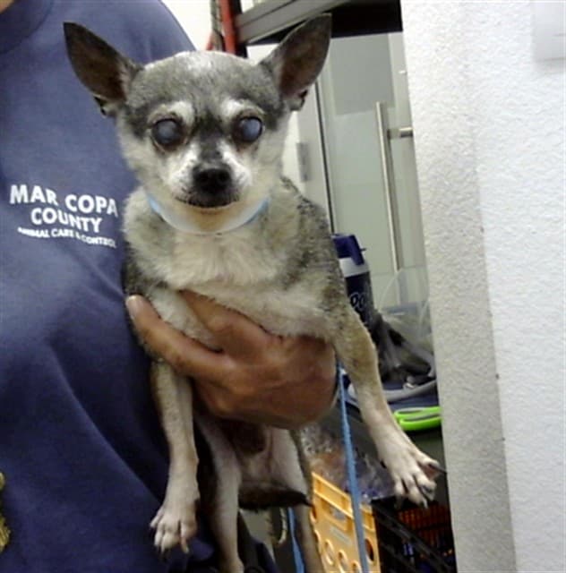 Dog A5173236, a dog waiting at the East shelter