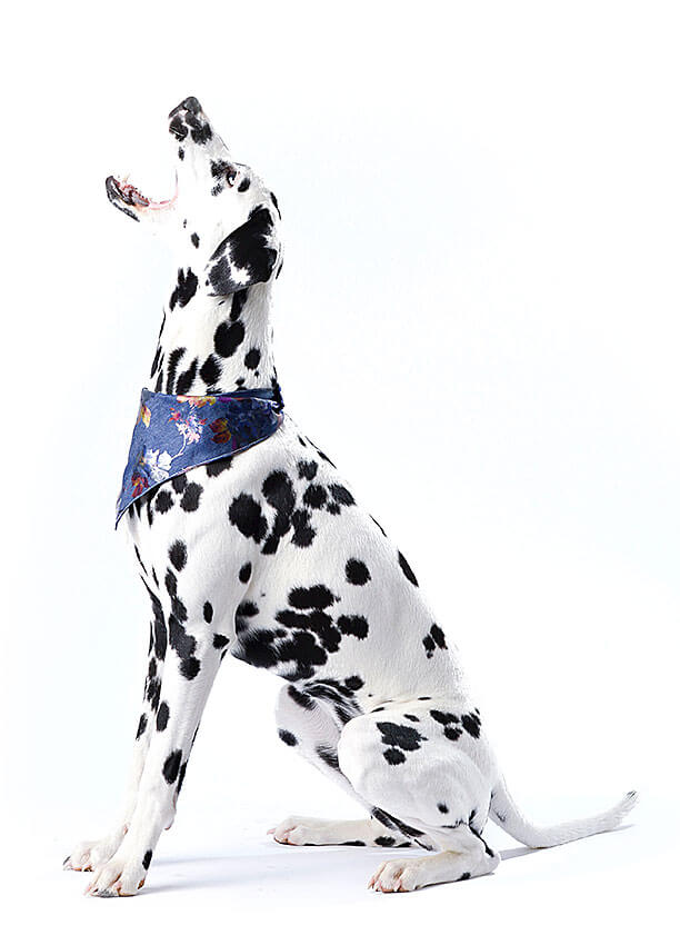 Dalmation